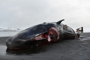 small sperm whale washed up on beach - obrazy, fototapety, plakaty