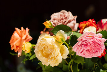 summer roses on the black background