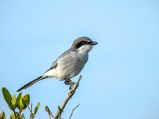 Loggerhead shrike at the Lake Apopka Wildlife Refuge in Florida