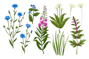 Wild flowers and meadow grasses. Summer field flowers. Botanical illustration. Perennial flax, Blooming Sally, Evergreen alkanet, Wild garlic, Leonurus