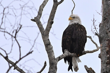 Alaskan bald eagle on branch