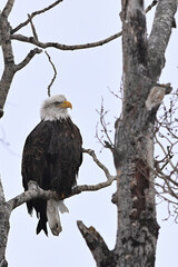 Alaskan bald eagle on branch