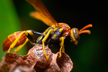 wasp on honeycomb in the forest