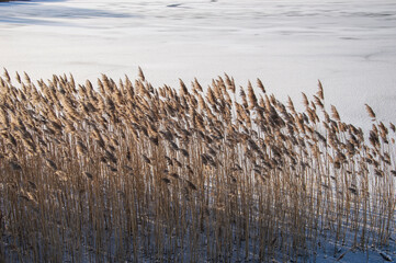 Winter landscape with reeds on a frozen lake on a cold day, fields and forests. Winter,