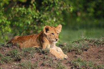Cute lion cub resting on a small hill, bushes at backgroound