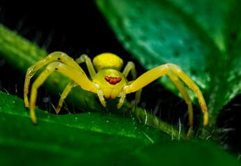 yellow colored crab spider with a red mascarq on a leaf in nature