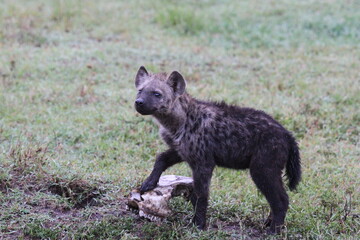 Hyena cub playing with an antilope skull