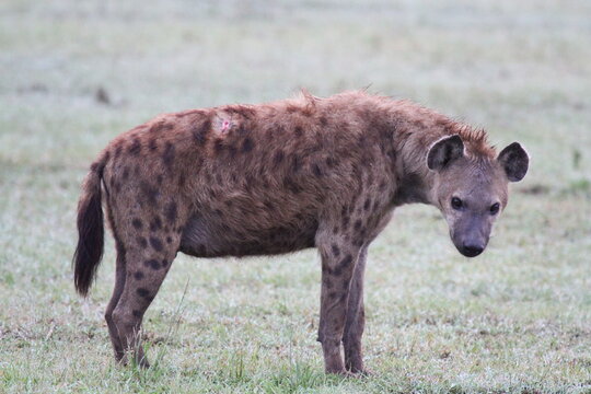 Adult yena with her head lowered looks in to camera