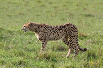 Naklejka premium Cheetah walking through high greeb grass looking into camera