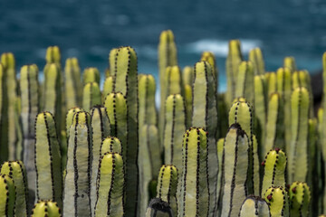 Green cactus against ocean