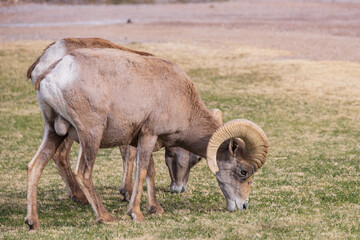 Bighorn sheep grazing on grass