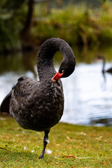 Obraz premium Portrait of a beautiful dignified black swan standing on one leg and cleaning its feathers near a pond in Queensland, Australia 