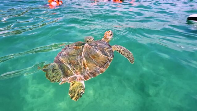 Turtle eating marine grass in the sea, Akumal, riviera maya, Mexico. 
