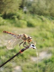 dragonfly on a twig