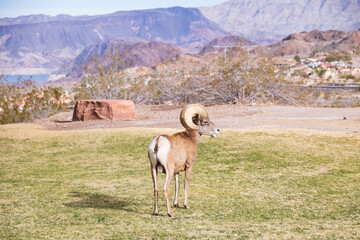 Bighorn sheep grazing on grass