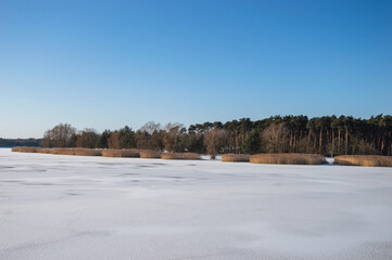 Fototapeta na wymiar Winter landscape with reeds on a frozen lake on a cold day, fields and forests. Winter,