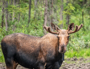 Fototapeta premium A young bull moose with velvet covered antlers munches on lichen and grasses in a wooden meadow in Alaska