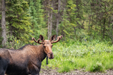 Naklejka na ściany i meble A young bull moose with velvet covered antlers munches on lichen and grasses in a wooden meadow in Alaska