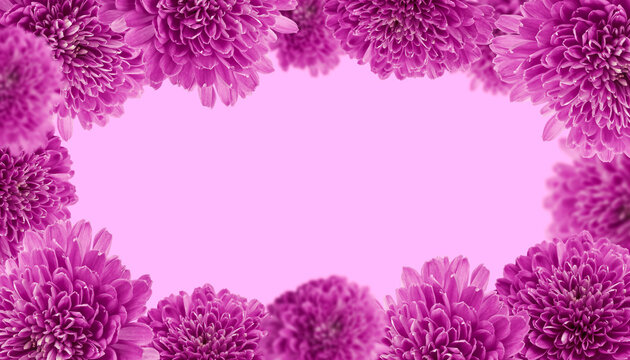 Floral background with lilac chrysanthemums with copy space. Greeting card.