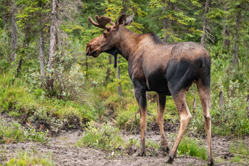 Obraz na płótnie Canvas A young bull moose with velvet covered antlers munches on lichen and grasses in a wooden meadow in Alaska