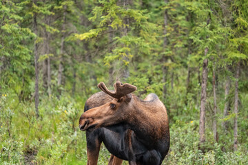 Fototapeta premium A young bull moose with velvet covered antlers munches on lichen and grasses in a wooden meadow in Alaska