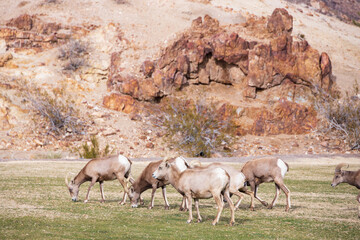 Bighorn sheep herd grazing on grass
