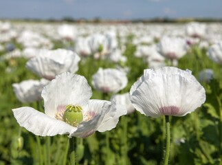 opium poppy flower papaver somniferum white colored