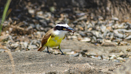 Great Kiskadee or Benteveo on the beach of the Río de la Plata