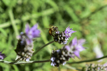bee on a flower