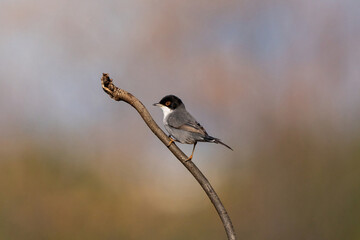 The Sardinian warbler (Curruca melanocephala) is a common and widespread typical warbler from the...