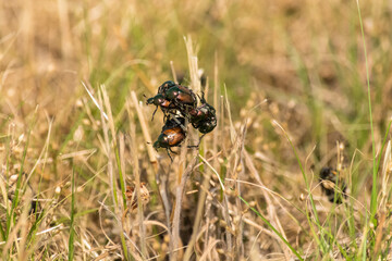 Japanese beetle
