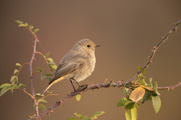 Fototapeta premium The black redstart (Phoenicurus ochruros) is a small passerine bird.