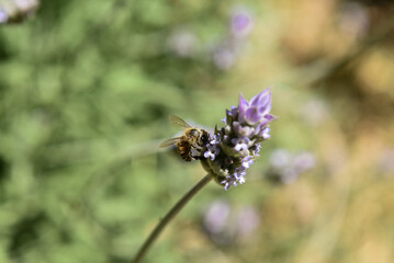 bee on flower
