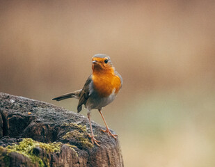 robin on trunk