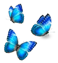 Three color Morpho butterfly, isolated on the white background