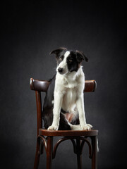 border collie puppy on chair, black background. dog indoor pet 