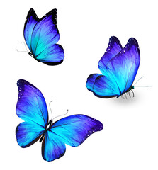 Three color Morpho butterfly, isolated on the white background