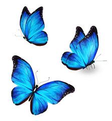 Three color Morpho butterfly, isolated on the white background