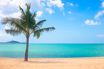 Plakat seascape. A sandy seashore with a growing palm tree. Travel and tourism