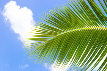 A palm leaf against a blue sky with clouds. Tropical background