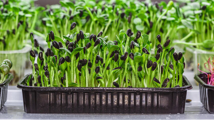 The microgreen in plastic trays.microgreens sprouts - healthy and fresh food.Sprouting Microgreens on the Hemp Biodegradable Mats.Germination of seeds at home. Vegan and healthy food concept.