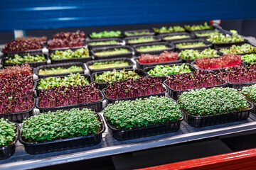 Urban microgreen farm.The microgreen in plastic trays.Baby leaves, phytolamp.Sprouting Microgreens on the Hemp Biodegradable Mats.Germination of seeds at home.Eco-friendly small business.