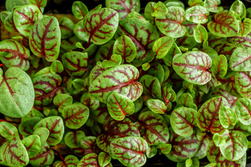 The microgreen in plastic trays.Different microgreens on black slate table, flat lay. Sprouting Microgreens on the Hemp Biodegradable Mats.Germination of seeds at home. Vegan and healthy food concept.