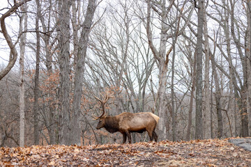 Bull elk with antlers in winter forest