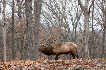 Bull elk with antlers in winter forest