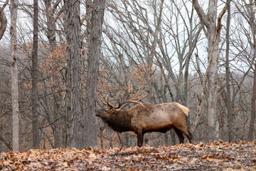 Bull elk with antlers in winter forest