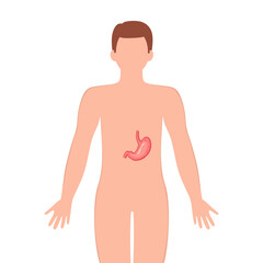 Fototapeta premium Stomach organ with human silhouette. Male silhouette with Stomach isolated on white background. Anatomy, medicine concept. vector illustration