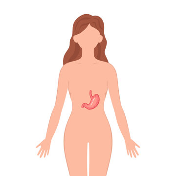 Stomach organ on woman silhouette. Female silhouette with Stomach isolated on white background. Anatomy, medicine concept. vector illustration