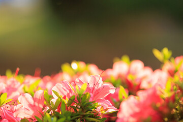 夕日に染まる満開のツツジ