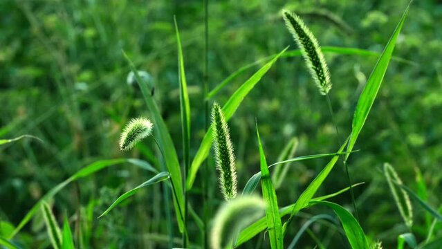 Nature background. Wild green grass with spikelets smoothly swinging in wind. Wild spica swinging in the wind. Summer wild plants on field. close-up selective focus